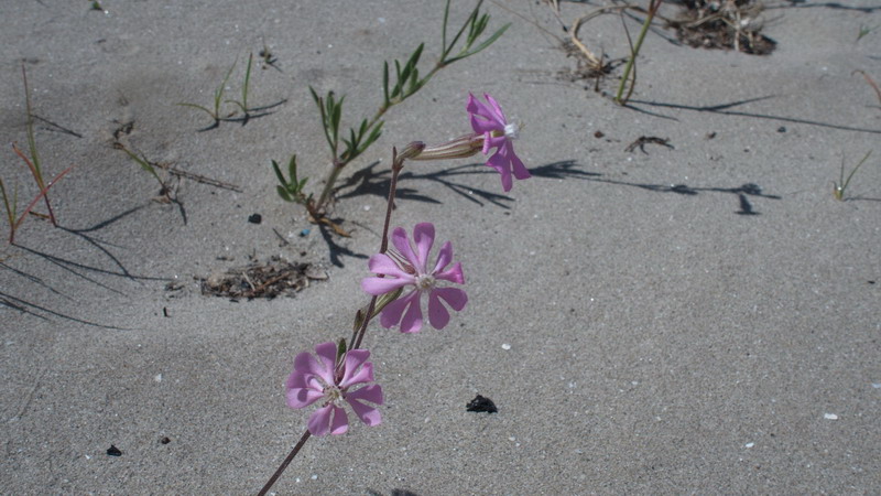 Fiore delle dune - Silene colorata